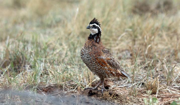 THEWATCHWORD of the Rolling Plains Quail Research Ranch is“Preserving Texas’wild quail hunting heritage for this, and future, generations.”