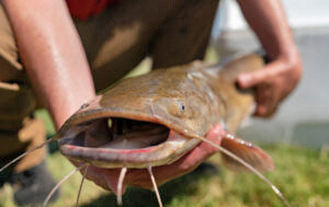 April 18 webinar on basics for stocking ponds