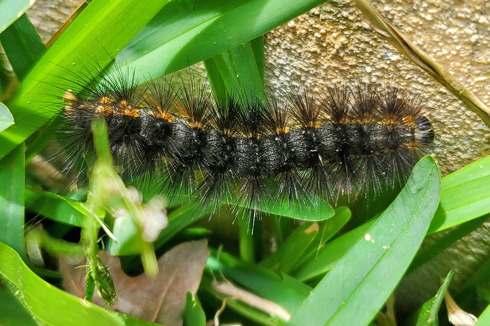 A vibrant image of a Salt Marsh Caterpillar (Estigmene acrea) long, bristly hairs that range in color from yellow to reddish-brown or black. | WIZZIE BROWN, TEXAS A&amp;M AGRILIFE