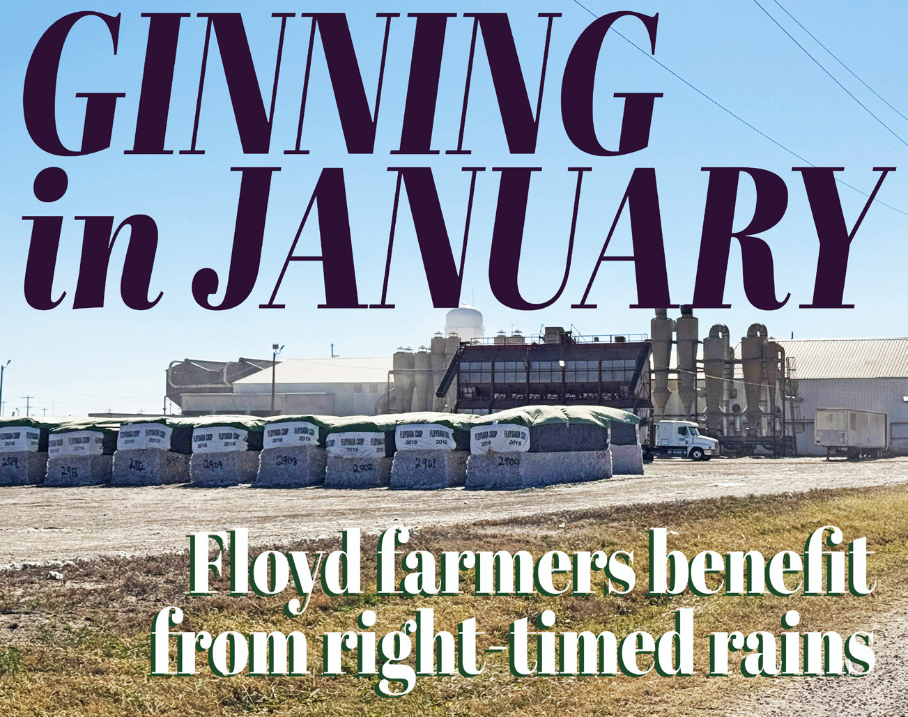 JANUARY GINNING Gins in the area are consistently reporting“It’s all due to the moisture the farmers received just at the right time”was the consistent account locally, with tractors and trucks still coming in from fields and gins running steadily. | HESPERIAN-BEACON PHOTO