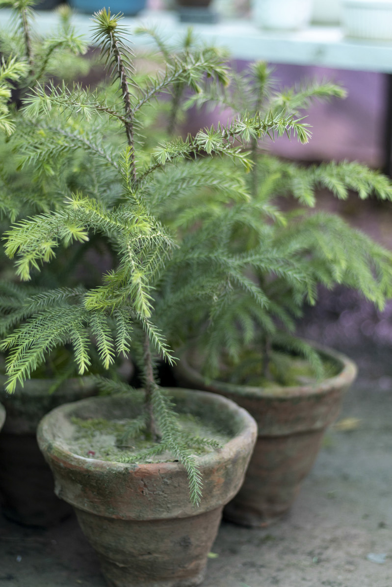 TINYTREE The Norfolk Island pine, popular during the holiday, makes a terrific houseplant. | iSTOCK