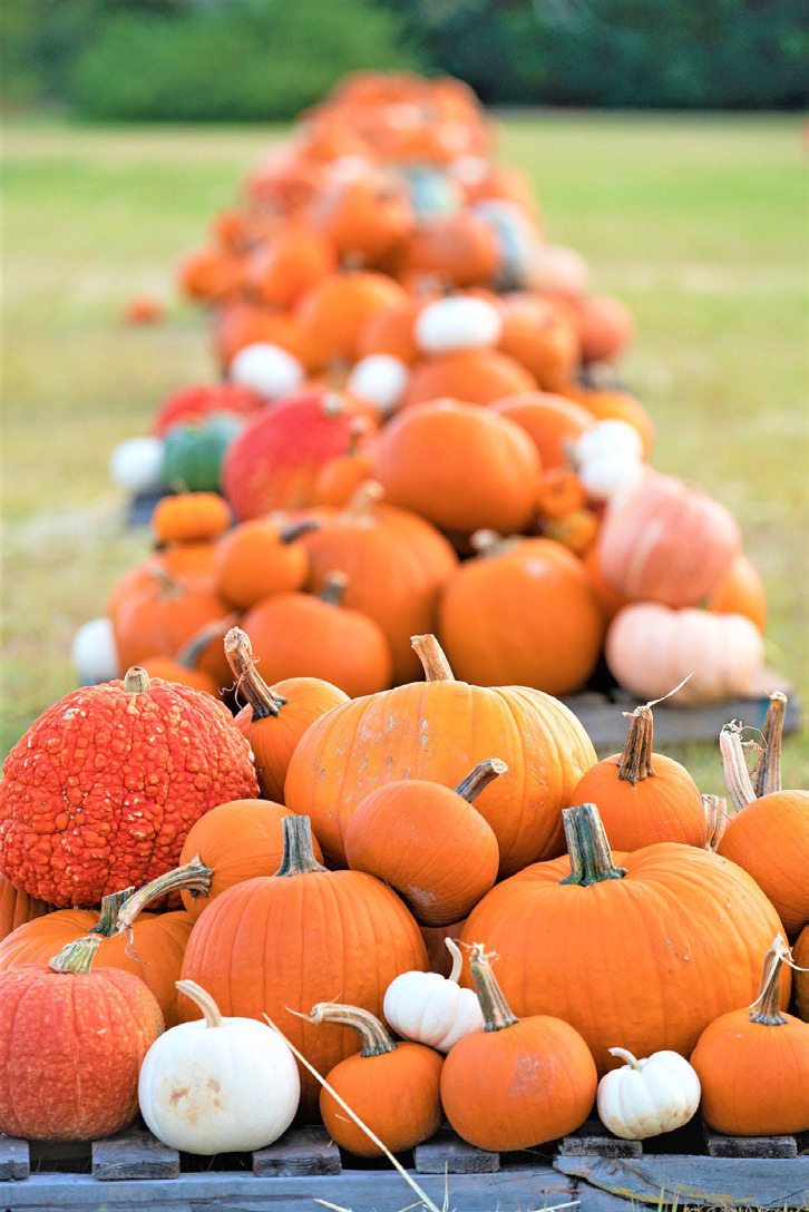 TEXAS PUMPKINS A pumpkin patch in Bryan. | Texas A&amp;M AgriLife photo by Laura McKenzie