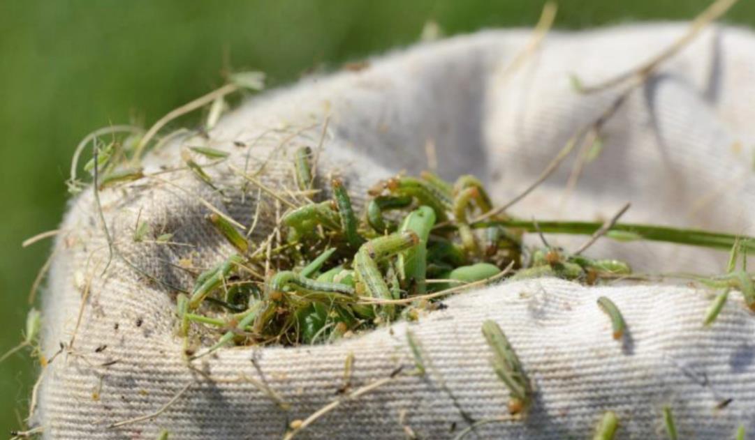 Online pesticide continuing ed units program set for Nov. 19