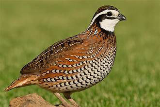 QUAIL FORECAST The “Bobwhite” quail is the most common one found and hunted in West Texas. | COURTESY PHOTO