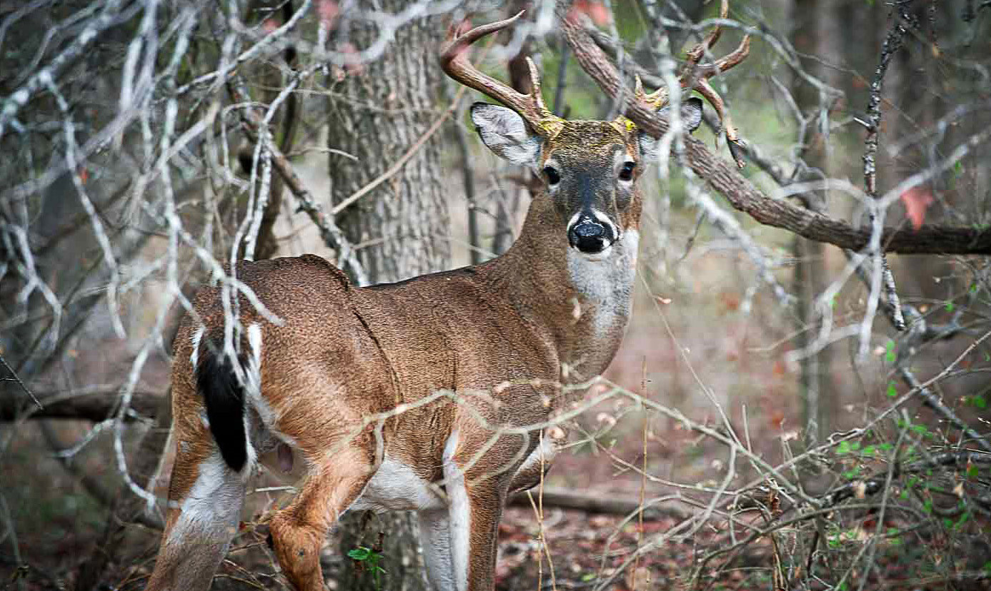 WHITETAIL SEASON in Texas begins Nov. 2. | CHASE A. FOUNTAIN, TPWD