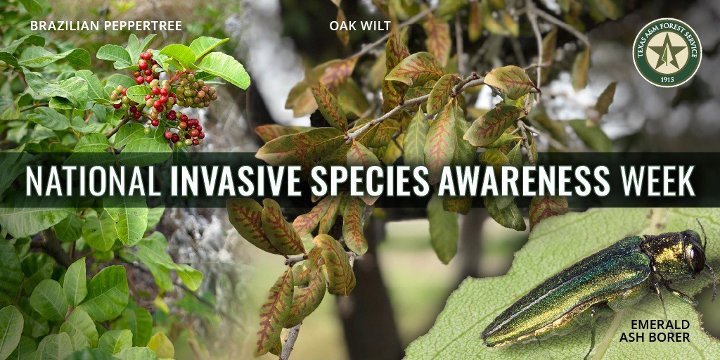Texas A&amp;M Forest Service is working with public and private partners to study the spread and distribution of the disease/insect complex.