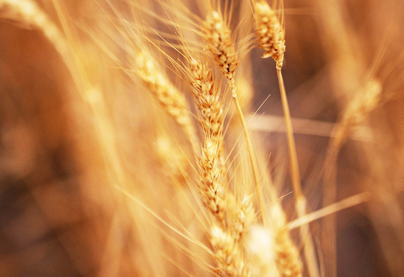 The Texas A&amp;M AgriLife Extension Service and Texas A&amp;M AgriLife Research will host a wheat field day and plot tour on May 22 in Bushland. | Sam Craft/Texas A&amp;M AgriLife
