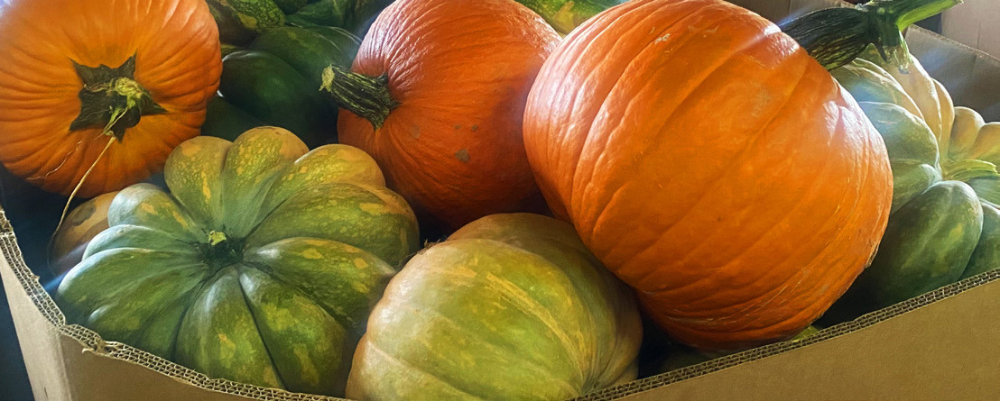 BARBARA ANDERSON PHOTO | MORE FLOYDADA PUNKIN PIX, page 6