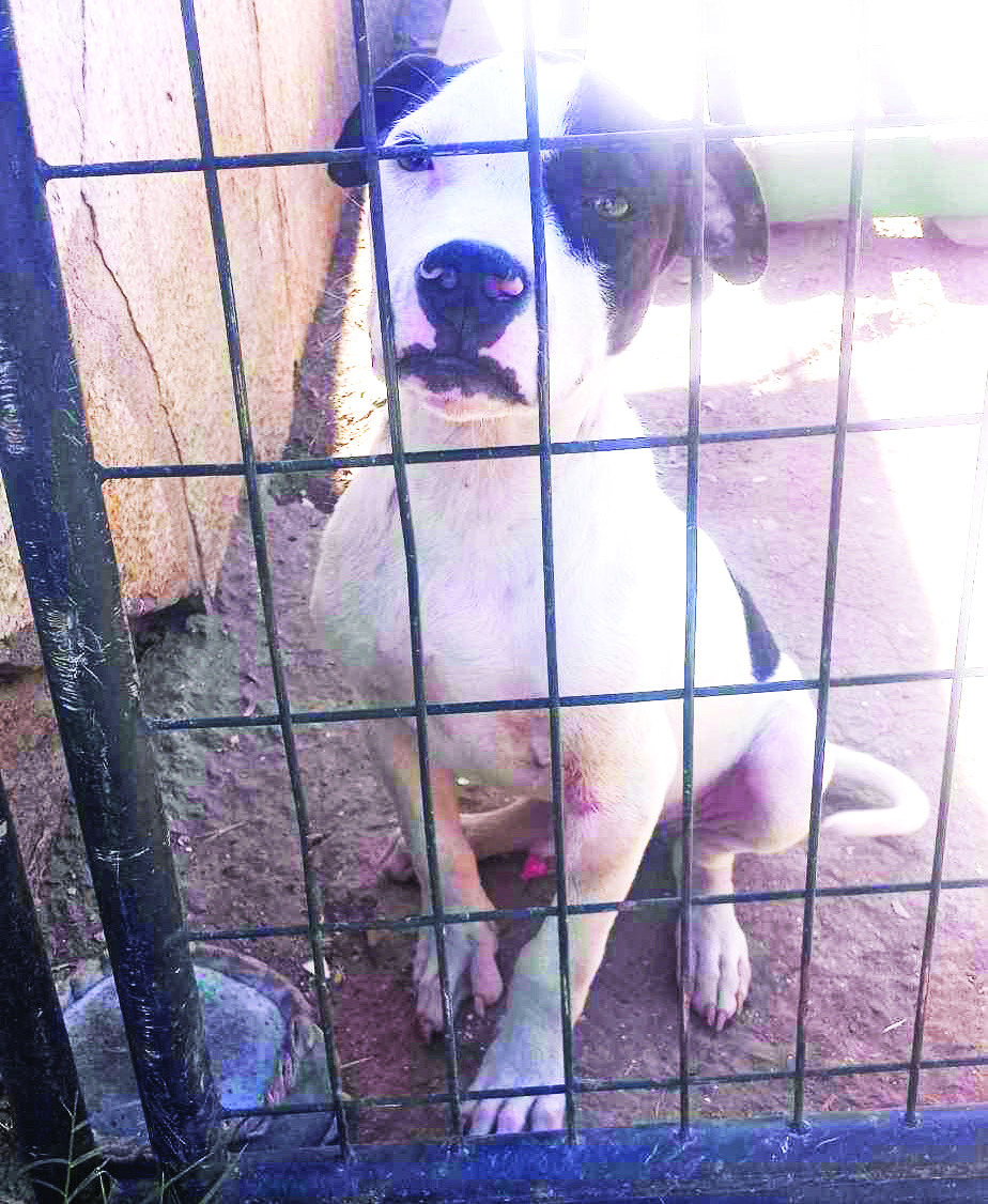 PET OF THE WEEK: MEET OREO