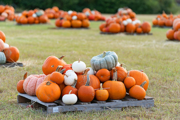 THE TEXAS PUMPKIN CROP has a higher quality than last year, thanks to more favorable conditions. | LAURA McKENZIE, TEXAS A&amp;M AGRILIFE