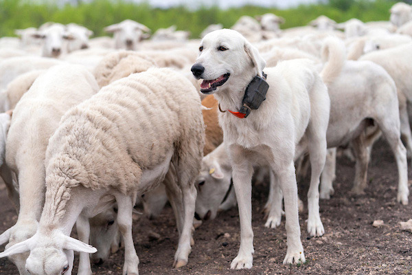 GUARDIAN DOG DAY The Texas A&amp;M AgriLife Extension Service will host its 9th annual Spring Livestock Guardian Dog Field Day on May 1 in San Angelo from 8 a.m. to 4 p.m. | MICHAEL MILLER PHOTO
