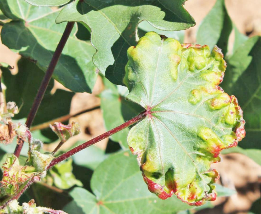 Auxin-specific applicator certification trainings begin in January in Lubbock