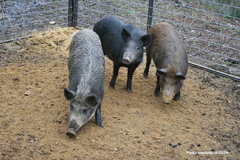 Feral hog program shows success, launches in more counties
