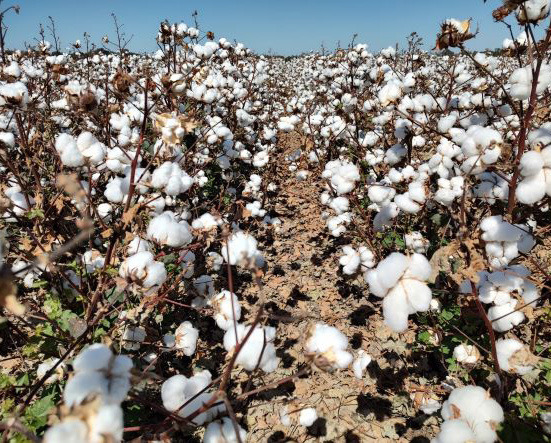 EARLY COTTON INDICATORS This year's cotton crop is causing cautious optimism after two challenging years. | TEXAS AGRILIFE PHOTO
