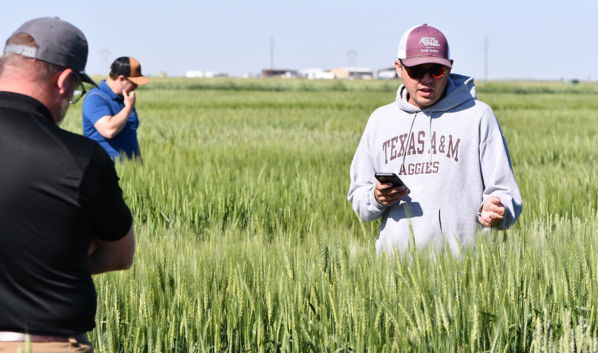 DEC. 17 AG EVENT Brandon Gerrish, Ph.D., Texas A&amp;M AgriLife Extension Service statewide small grains specialist, talks about wheat at the 2025 Small Grains Field Day at Bushland. | KAY LEDBETTER, TEXAS A&amp;M AGRILIFE