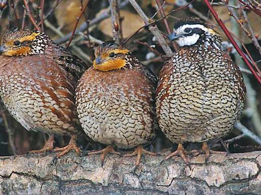 Quail 