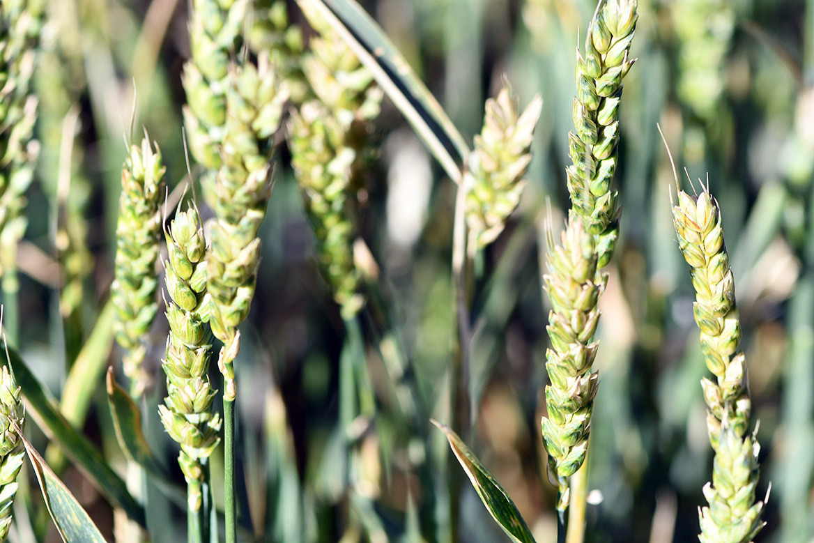 There will be a Wheat Insect and Disease Scouting School on Sept. 16 at the Texas A&amp;M AgriLife Extension Service office for Randall County in Canyon. | KAY LEDBETTER/TEXAS A&amp;M AGRILIFE PHOTO