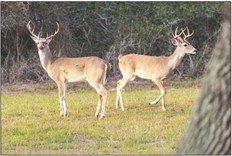 White-tailed deer will be the focus of an Oct. 5 webinar talking about population, habitat and diet.