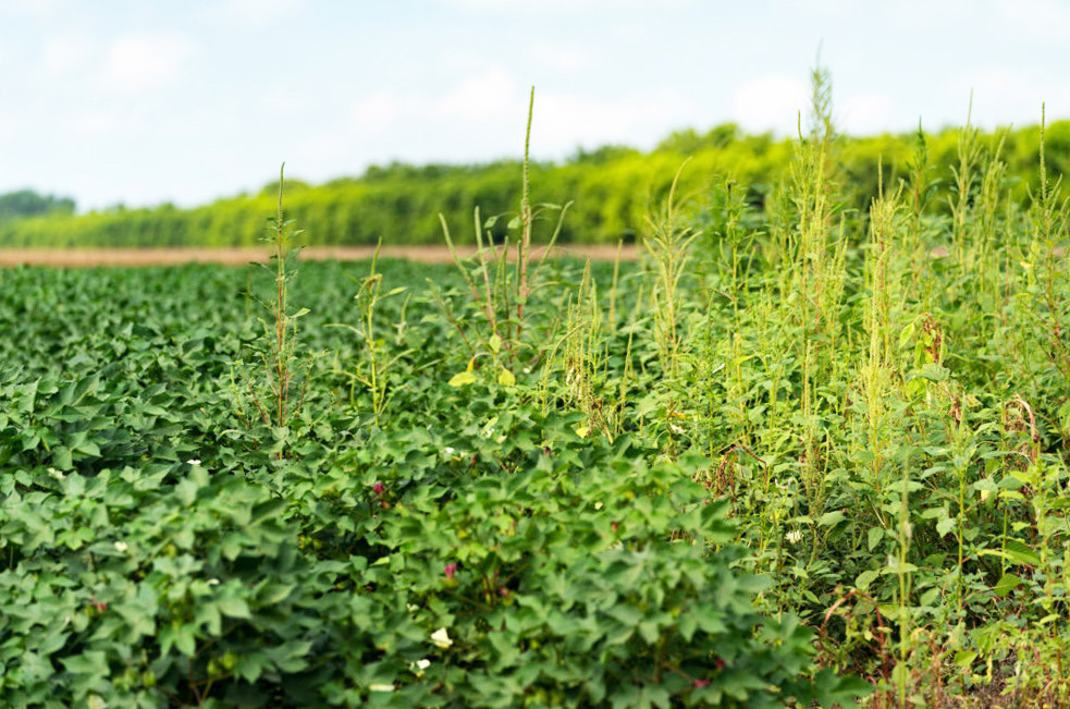 WEED CONTROL will be among the issues discussed at the Amarillo Farm Show CEU Workshop hosted by Texas A&amp;M AgriLife Extension Service on Nov. 29. | TEXAS A&amp;M AGRILIFE PHOTO BY LAURA MCKENZIE