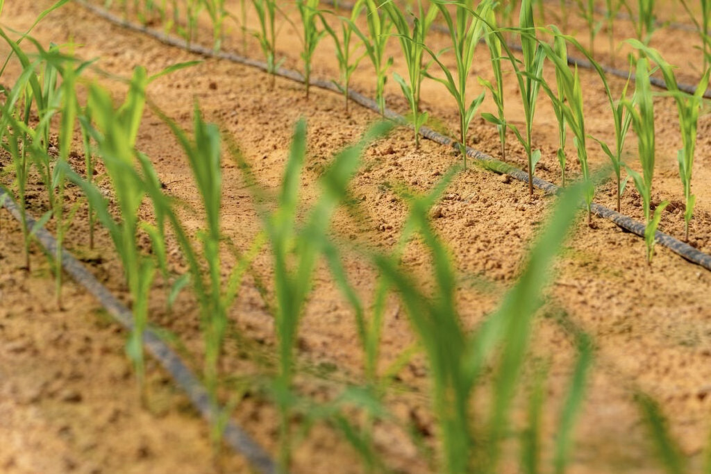 CORN, SORGHUM STRUGGLEWITH DROUGHT Corn struggled under early dry conditions, but spring moisture is starting to help the crop across parts of the state. | TEXAS A&amp;M AGRILIFE FILE PHOTO