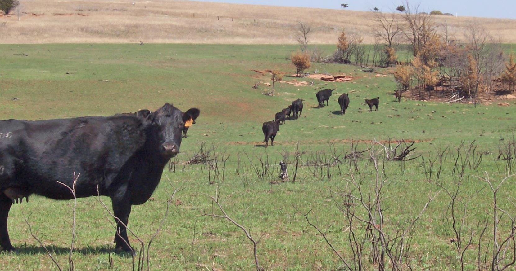 Stewardship and Stockmanship webinar for ranchers set for May 5