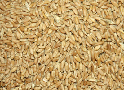 GRAIN GRADING Two one-day grain-grading workshops on Aug.1 and Aug. 2 in Amarillo are open for registration.The Texas A&amp;M AgriLife Extension Service will host the workshops. | COURTESY PHOTO
