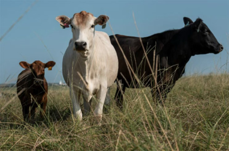 SUSTAINABILITY Texas A&amp;M AgriLife is working with cattle producers to improve efficiency and reduce inputs on grazing land, helping sustain beef stocker operations. (Michael Miller/Texas A&amp;M AgriLife)
