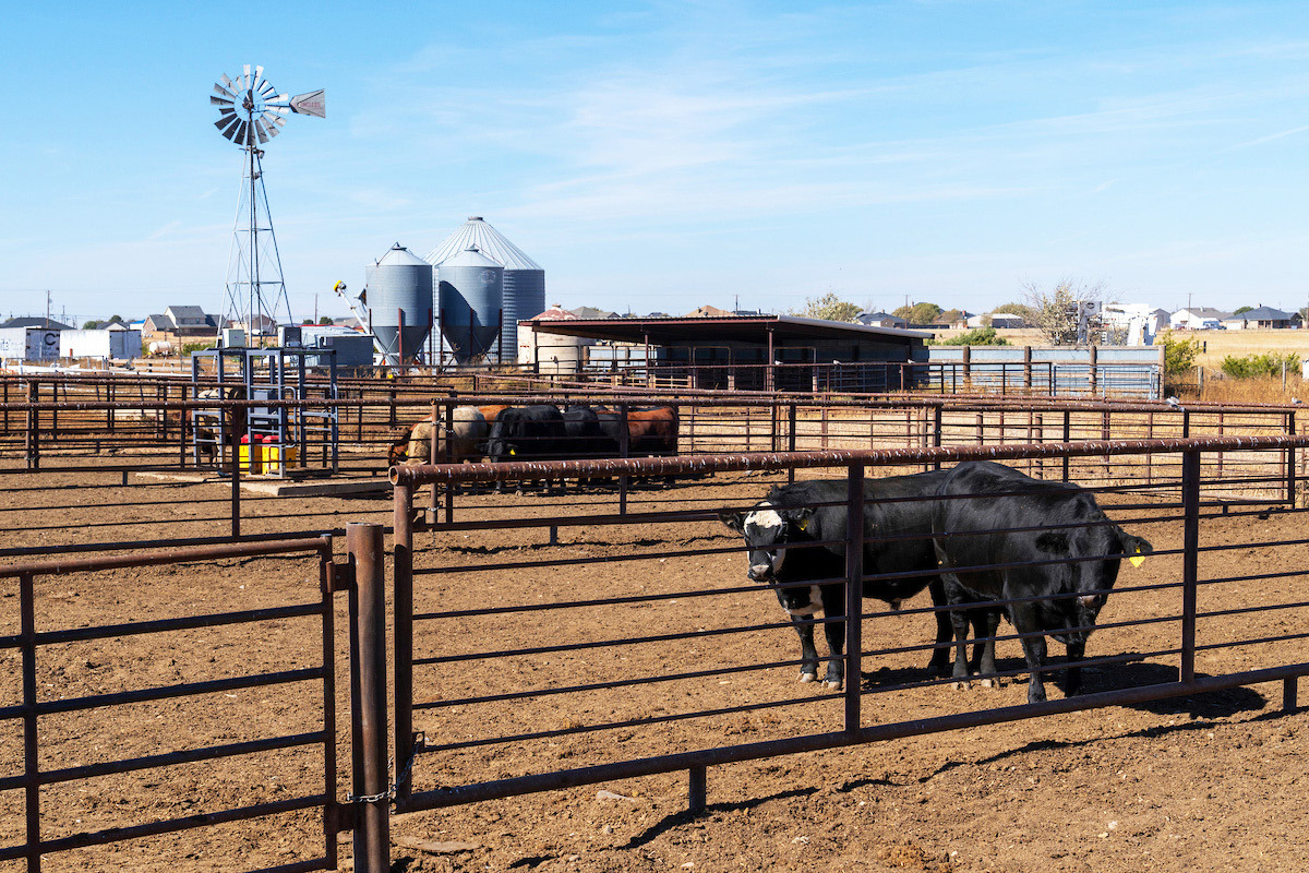 PREPARE NOW Livestock producers need to begin planning and preparing now as the New World screwworm moves closer to the Texas-Mexico border. | MICHAEL MILLER, TEXAS A&amp;M AGRILIFE PHOTO