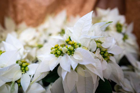 CHRISTMAS COLOR Poinsettias have been bred to maximize colors and varieties. | TEXAS A&amp;M AGRILIFE PHOTO BY RUDY RUEDAS