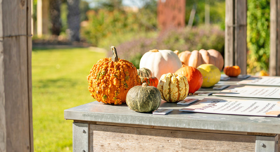 It’s science: Why a pumpkin is actually a fruit