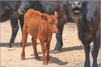 GRAZE: All Things Livestock Conference will help producers answer management questions on Sept. 14 in Plainview. | TEXAS A&amp;M AGRILIFE PHOTO
