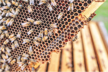 BEEKEEPING The next-step beekeeping webinar will cover Varroa mites, winterizing your bees, feeding and proper nutrition. | Texas A&amp;M AgriLife photo