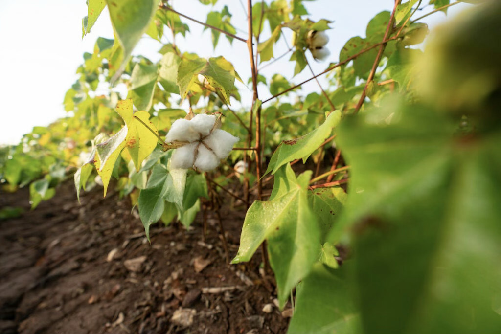 Much of the cotton crop acrossTexas was struggling under drought conditions. (Laura McKenzie/Texas A&amp;M AgriLife)