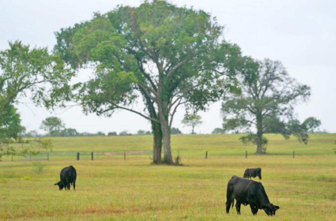 Common grazing mistakes topic of Aug. 4 webinar