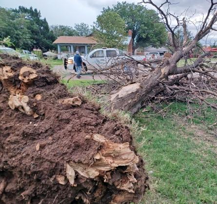 TREE-MENDOUS WIND AND RAIN toppled this large tree in the 500 block of Mississippi in Floydada Monday night. The area saw high winds but little rain. | PHOTO BY LuANN COLLINS