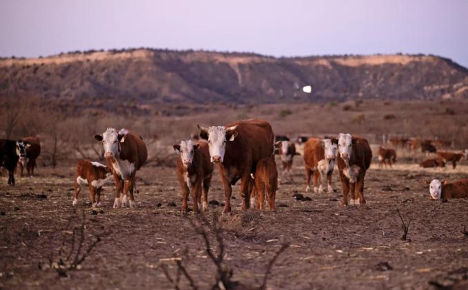 PANHANDLE CATTLE stand in the burn scar from the Smokehouse Creek fire on March. 3, 2024. | Justin Rex for The Texas Tribune