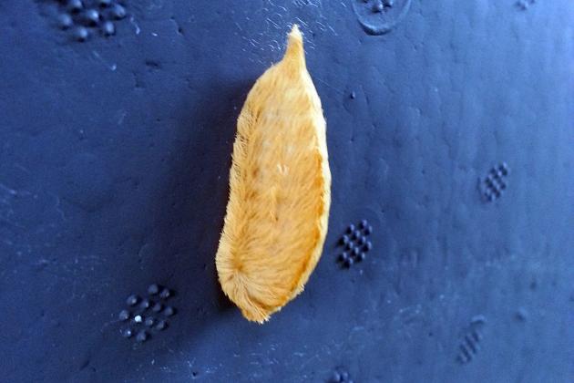 Asp Puss Caterpillar (Megalopyge opercularis), showcasing its thick, fur-like covering in shades of tan and brown. | WIZZIE BROWN, TEXAS A&amp;amp;M AGRILIFE
