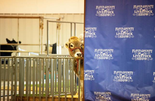 JUST AROUND THE CORNER 4-H EXHIBITORS READY THEIR ANIMALS FOR THIS WEEKEND’S COUNTY SHOW | CERVANTES PHOTOGRAPHY