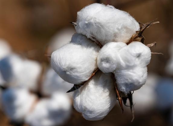 The Jan. 12 West Plains Crops Conference held in Levelland will have a session on how to protect cotton crops from insect pests. (Texas A&amp;amp;M AgriLife photo by Laura McKenzie)