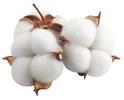 Floydada Coop Gin gins first bale of cotton in Floydada and Floyd County