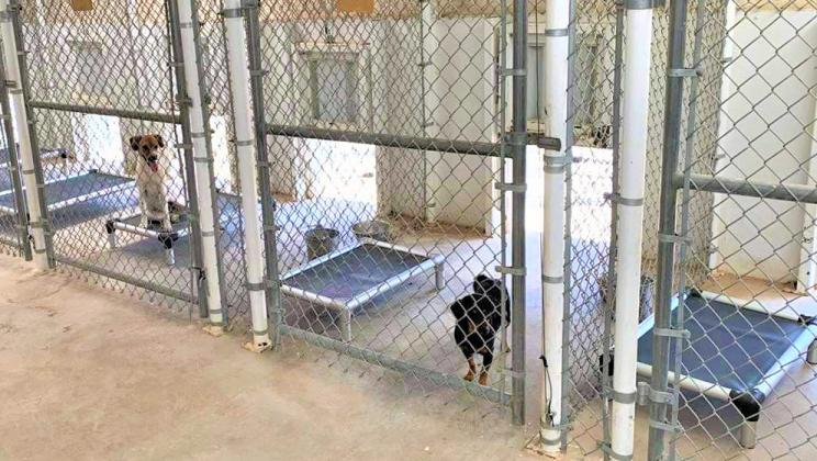 Floydada Animal Shelter works to keep dogs, cats, humans safe