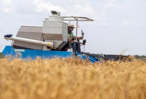 WHEATTRIALS Reagan Noland, Ph.D.,Texas A&amp;amp;M AgriLife Extension Service agronomist and assistant professor in the Department of Soil and Crop Sciences, harvests wheat in yield trial plots at San Angelo. | MICHAEL MILLER/TEXAS A&amp;amp;M AGRILIFE