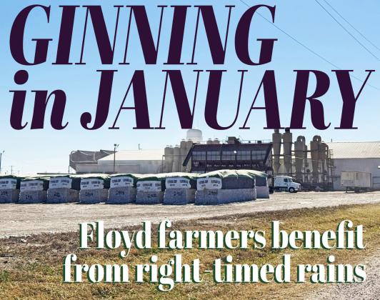 JANUARY GINNING Gins in the area are consistently reporting“It’s all due to the moisture the farmers received just at the right time”was the consistent account locally, with tractors and trucks still coming in from fields and gins running steadily. | HESPERIAN-BEACON PHOTO