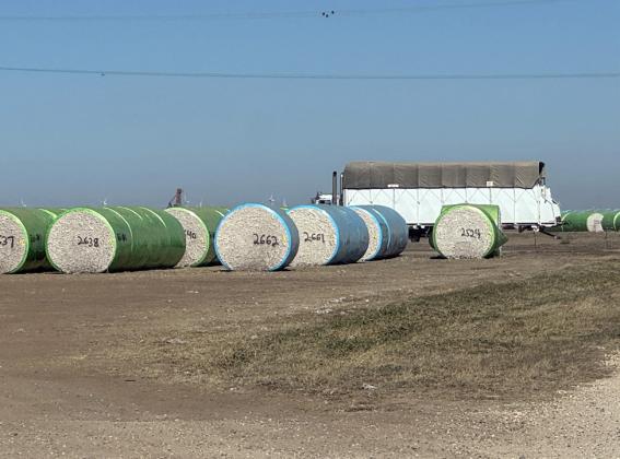 Texas cotton crop harvesting well underway