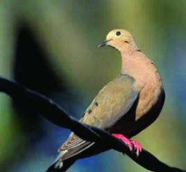Despite unrelenting summer heat, dove season expected to have soaring numbers