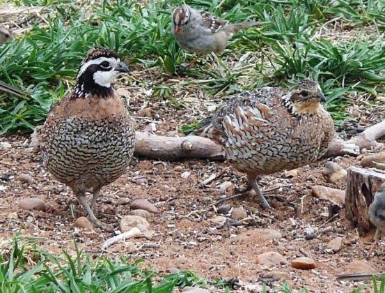 QUAIL SEASON ENDS