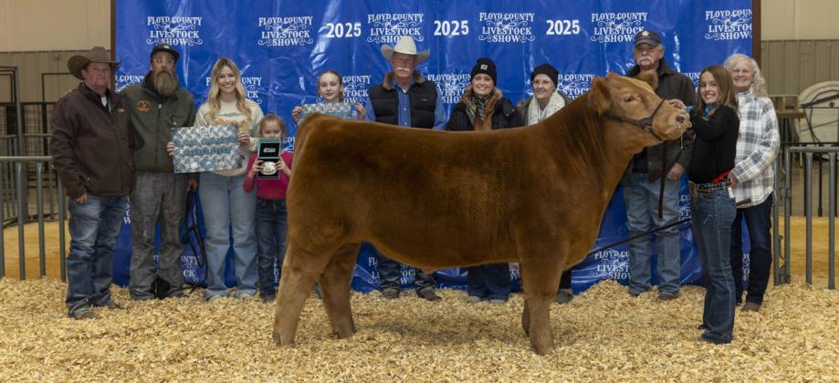 GRAND CHAMPION MARKET STEER PARKER KELLISON