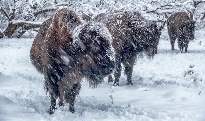 SNOWFALL in amounts up to 11 inches was recorded across the South Plains region on 24 January 2023. | NATIONAL WEATHER SERVICE
