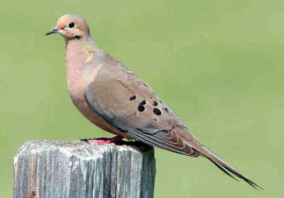 TEXAS DOVE HUNTERS can look forward to a promising 2025 season. The mourning dove (shown here) is one of three legal game dove species in Texas. For more information on unprotected dove species, go to the Texas Parks &amp;amp; Wildlife Department website. | TPWD PHOTO