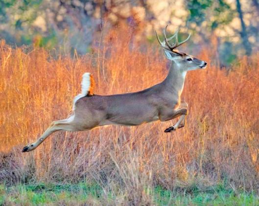 Region welcomes hunters